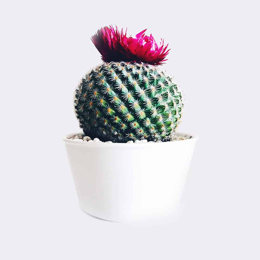 Ball Cactus